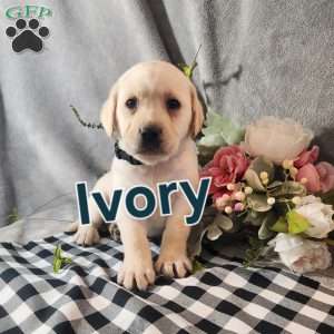Ivory, Fox Red Labrador Retriever Puppy
